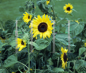 Picture of Helianthus annuus 'Holiday'