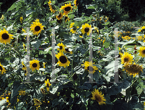 Picture of Helianthus annuus 'Tournesol'