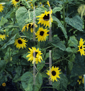 Picture of Helianthus annuus 'Monet'