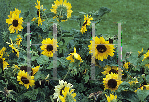 Picture of Helianthus annuus 'Music Box'