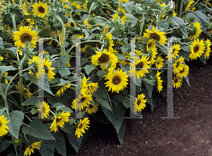 Picture of Helianthus annuus 'Pacino'