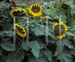 Picture of Helianthus annuus 'Solina'