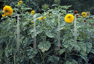 Picture of Helianthus annuus 'Sonnegold'