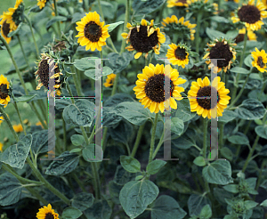 Picture of Helianthus annuus 'Sonja'