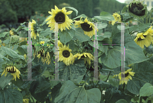 Picture of Helianthus annuus 'Lemon Queen'