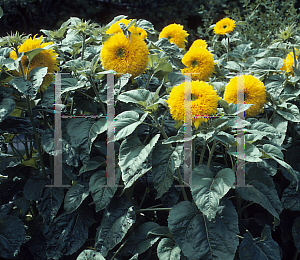 Picture of Helianthus annuus 'Sun King'