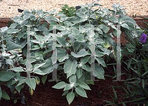 Picture of Helianthus argophyllus 