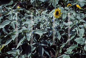 Picture of Helianthus argophyllus 