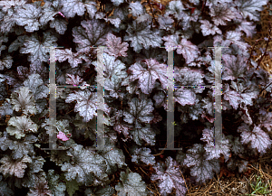 Picture of Heuchera  'Amethyst Myst'