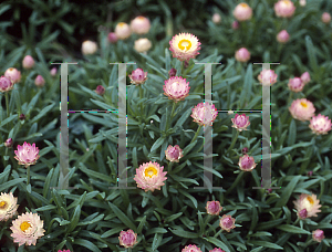 Picture of Helichrysum  'Dreamtime Antique Shades'