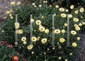 Picture of Helichrysum  'Dreamtime Cream'