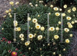 Picture of Helichrysum  'Dreamtime Cream'