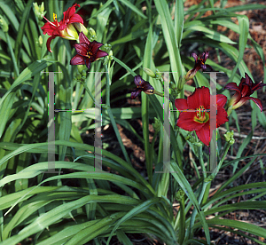 Picture of Hemerocallis  'Pardon Me'