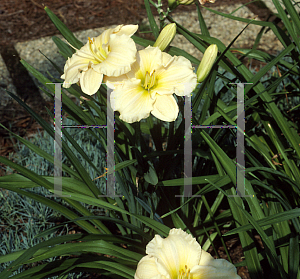 Picture of Hemerocallis  'Perfect Peach Glory'