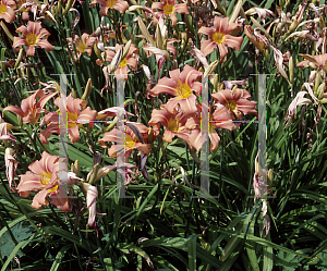 Picture of Hemerocallis  'Persian Princess'