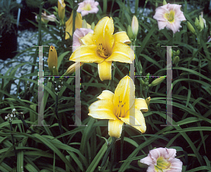 Picture of Hemerocallis  'Pudgy'