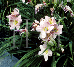 Picture of Hemerocallis  'Pink Monday'