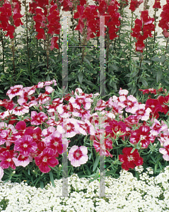 Picture of Dianthus  'Corona Cherry Magic'