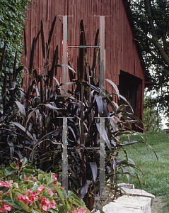 Picture of Panicum miliaceum 'Purple Majesty'