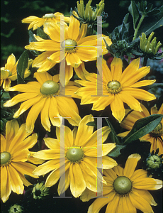 Picture of Rudbeckia hirta 'Prairie Sun'