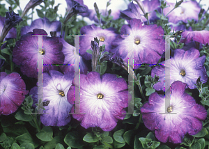 Picture of Petunia x hybrida 'Merlin Blue Morn'