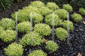 Picture of Alternanthera ficoidea var. amoena 'Frizzy'