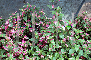 Picture of Alternanthera dentata 'Party Time'