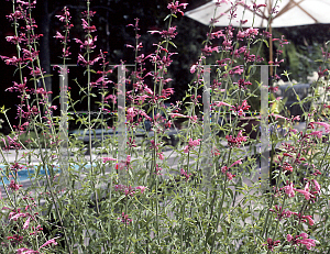 Picture of Agastache  'Tutti Fruitti'