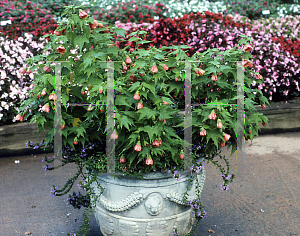 Picture of Abutilon theophrasti 'Salmon'