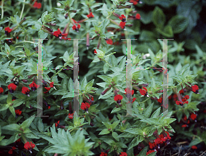 Picture of Cuphea x purpurea 'Firecracker'