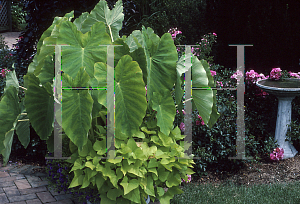 Picture of Colocasia esculenta 'Fontanesii'