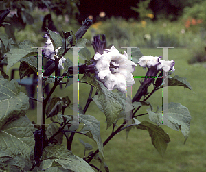 Picture of Datura  'Purple'