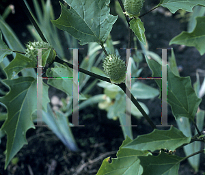 Picture of Datura metel 