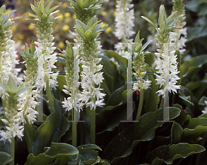 Picture of Eucomis autumnalis 