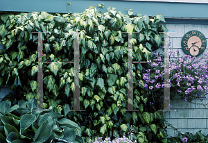 Picture of Hedera colchica '~Species'