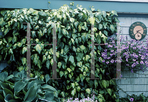 Picture of Hedera colchica 