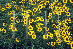 Picture of Coreopsis tinctoria 