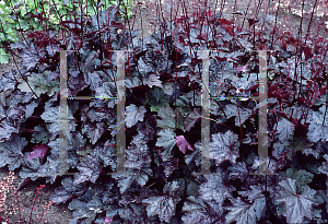 Picture of Heuchera americana 'Chocolate Veil'