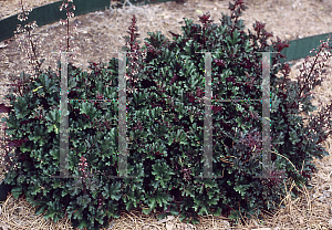 Picture of Heuchera  'Crimson Curls'