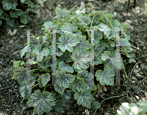 Picture of Heuchera americana 'Dale'