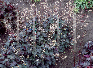 Picture of Heuchera  'Ebony & Ivory'