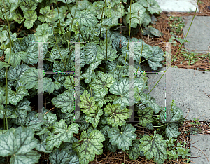 Picture of Heuchera americana 'Eco Magnifolia'