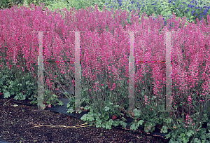 Picture of Heuchera  'Florist's Choice'