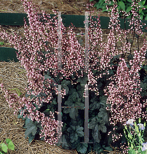 Picture of Heuchera  'Harmonic Convergence'