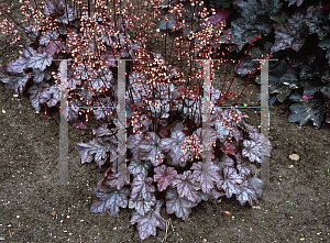 Picture of Heuchera  'High Society'