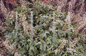 Picture of Heuchera  'Kimono'