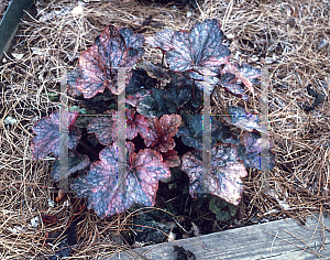 Picture of Heuchera  'Mardi Gras'