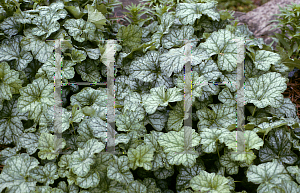 Picture of Heuchera  'Mint Julep'