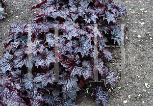 Picture of Heuchera  'Molly Bush'