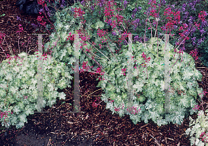 Picture of Heuchera sanguinea 'Monet'